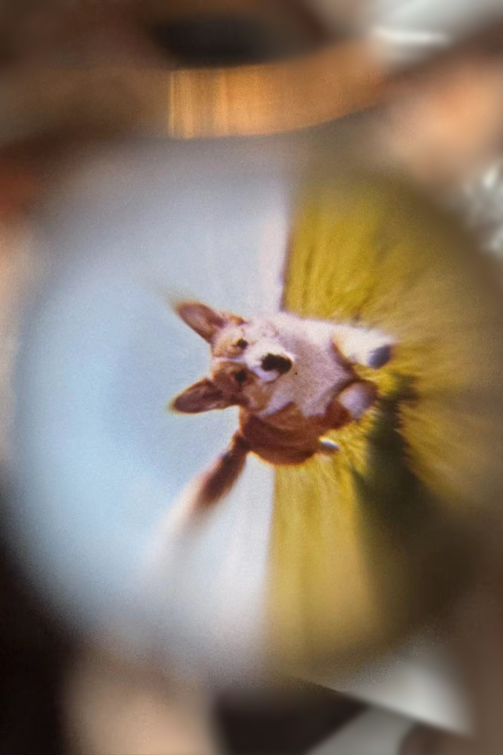 Paw Print Projection Pendant｜Custom Pet Photo, Always by Your Side